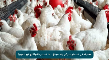 مفاجأة في أسعار البيض بالأسواق.. ما أسباب الارتفاع غير المبرر؟